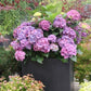 ✨Last day 49% OFF - Artificial hydrangea flowers for outdoors💐（Free worldwide shipping 🌍）
